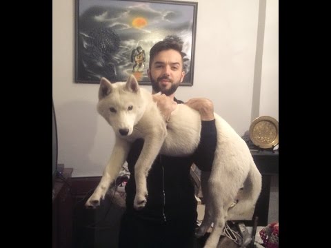 Husky Sibérien